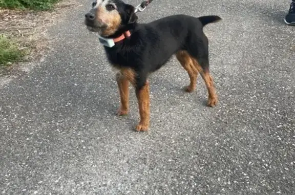 Animaux trouvés Sauveterre-de-Guyenne, photo: Chien trouvé, Riffaut, 2, Castelviel, Sauveterre-de-Guyenne - collier rouge