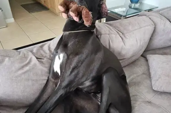 Lost and found pets Bradenton, photo: Lost female dog, 197th Street East, Bradenton - Great Dane with unique white toes