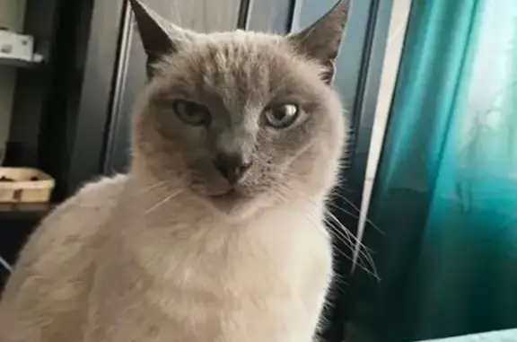 Тайської породи, з сірою мордочкою та блакитними очима. Вік 6 років. Вага приблизно 3,5 кг. Кастрований. Самовигул. Завжди повертався сам за годину-дві, гуляв в межах двору. Вийшов з дому о 1-й ночі 17.04. Тіла в околицях не знайшли.