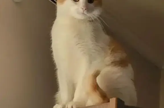 Ктик біло, рижий. Він спокійний , добри. Йому 2 рочків. Вибіг коли відкрили двері. Він кастрований.