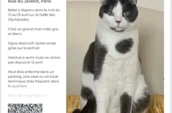 Chat perdu, Paris, photo: Chat perdu, Rue du Javelot, Paris - grand chat européen gris et blanc