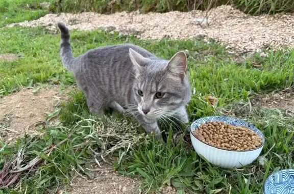 Animaux trouvés Pédernec, photo: Chat mâle trouvé, Crech ar Maout, 7, Tréglamus - non castré