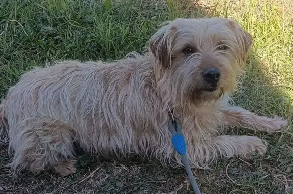 Perdido perro, Torrebonica, Terrassa - visto en la carretera de Torrebonica Castellarnau - photo