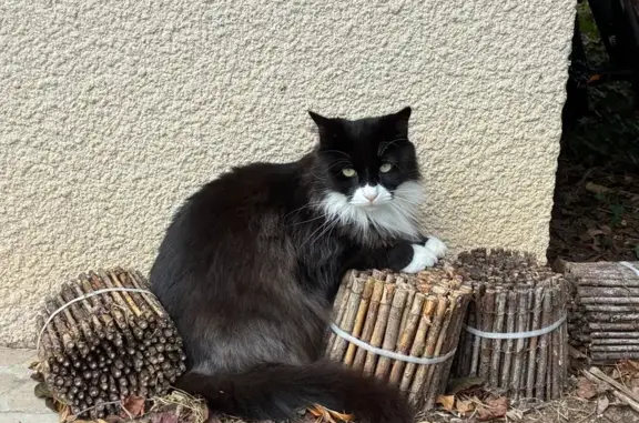 Animaux perdus Saint-Loubès, photo: Chat perdu, Route de Libourne, Saint-Loubès - grand chat noir et blanc