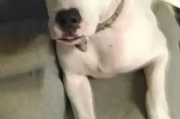 Lost pets Caulfield South, photo: Lost dog, Margot Street, 21, Melbourne - pure white with black spots