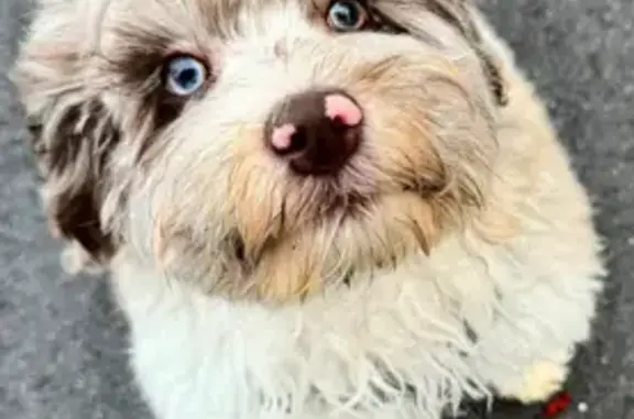 Lost dog, Londonderry, New Hampshire - butterfly nose pink - photo