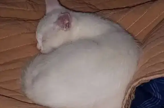 Animaux perdus Paris, photo: Chat perdu, Boulevard Denfert Rochereau, Salon-de-Provence - chaton blanc