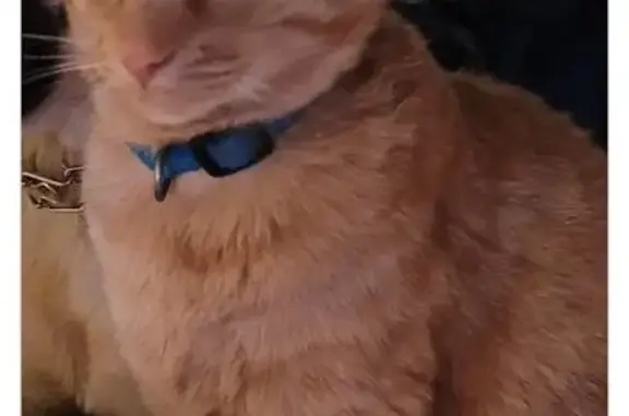 Lost pets Morgan Hill, photo: Lost cat, Uvas Road, Morgan Hill - male orange tabby with distinct markings