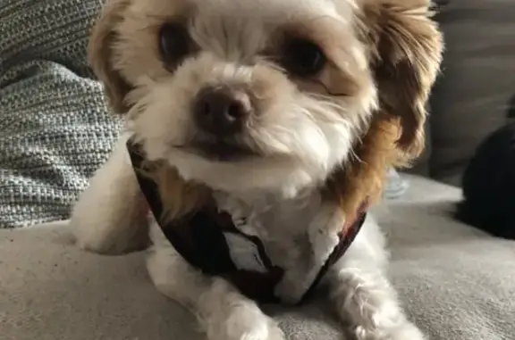 Lost dog, Village Circle West, Commerce City - female Maltese and Shih Tzu mix - photo