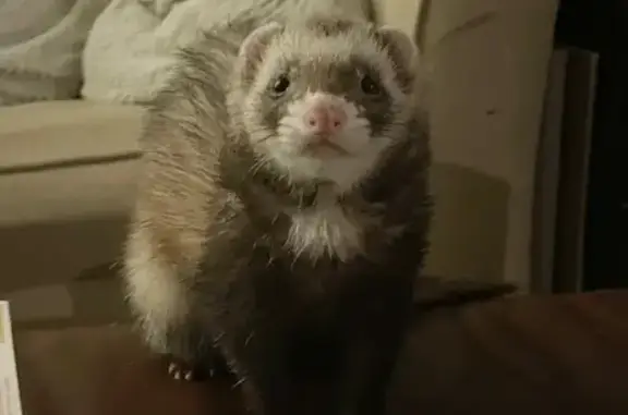 Lost ferret, Newbury Street, Auburn - female, very friendly - photo
