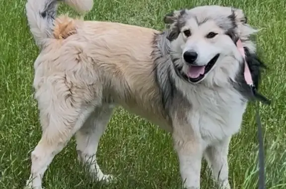 Lost and found pets Oklahoma City, photo: Found male dog, North Coltrane Road, Oklahoma City - big beautiful husky mix