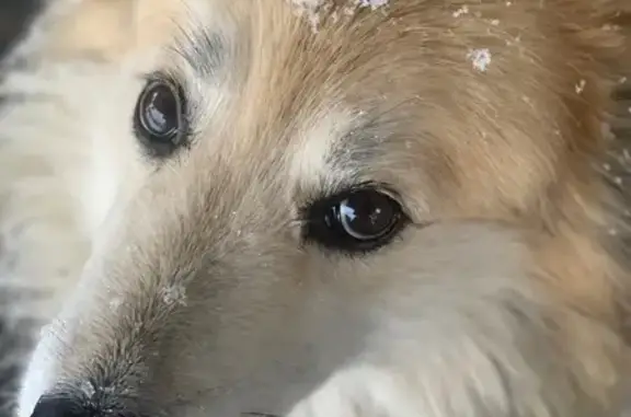 Lost dog, Pleasant Street, Chambersburg - female with black, white, and brown wool - photo