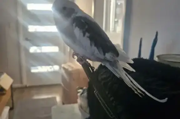 Lost bird, Danbury Avenue, Central Coast Council, Sydney - white with grey, timid - photo