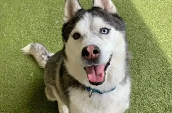 Missing dog Aurora, photo: Missing dog Male, Aurora (usl535219)