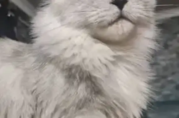 Lost pets Perth, photo: Lost female cat, Newbold Street, Fremantle, Perth - shaded black smoke Maine coon