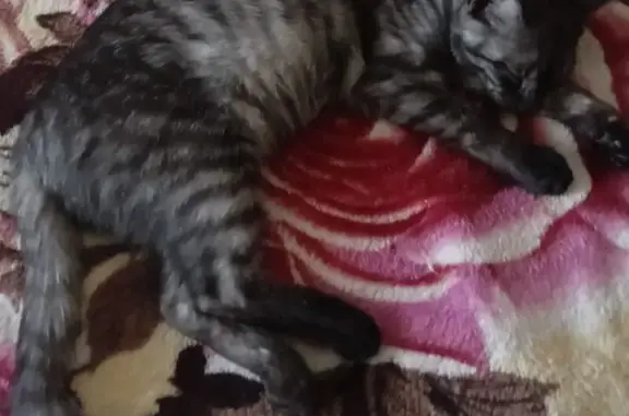 Зникла кішка, Березняківська вулиця, 6, Київ - сіра полосата з короткою шерстю - photo