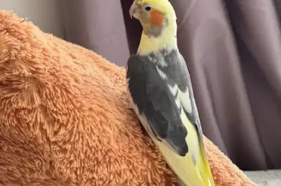 Lost pets Bassendean, photo: Lost bird Male, Bassendean (al495957)