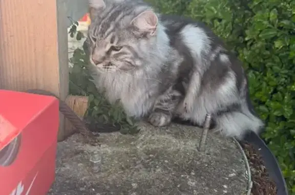 Animaux trouvés Oullins, photo: Chat trouvé, Avenue de la Porte Royale, La Rochelle