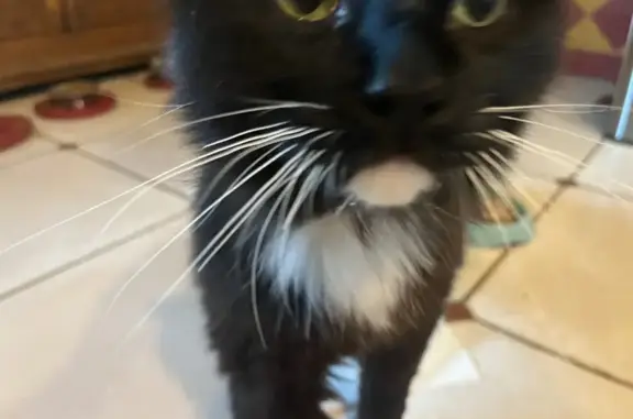 Animaux trouvés Cauro, photo: Chat trouvé, Route de Bottaccina, 6, Bastelicaccia - noir avec moustaches blanches