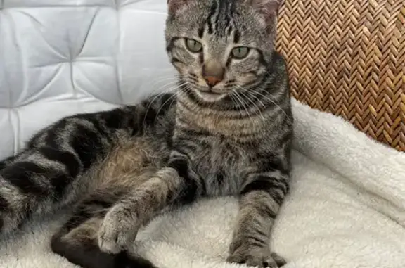 Chat trouvé Changé, photo: Chat trouvé, Rue des Narcisses, Yvré-l'Évêque - tigré gris et noir