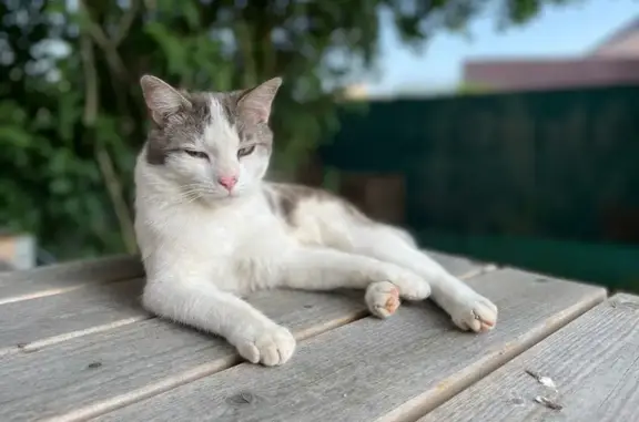 Animaux perdus Moulins, photo: Chat perdu, Impasse des Joncs, Moulins - poils courts blancs et gris