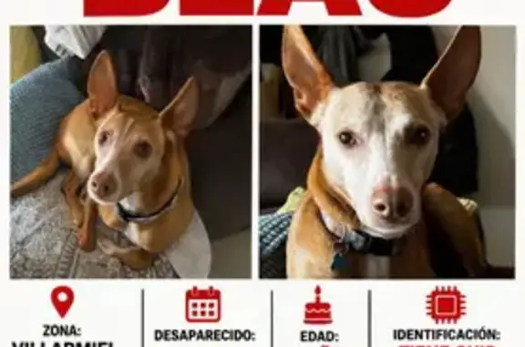 Perdido perro macho, Estrada de Cereixido a Rugando, Quiroga, Ponferrada - photo