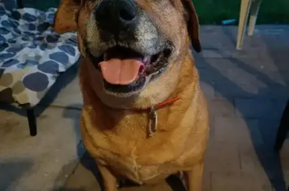 Lost pets Para Hills, photo: Lost dog, Milne Road, 32, Salisbury - red wheaten coat, grey muzzle