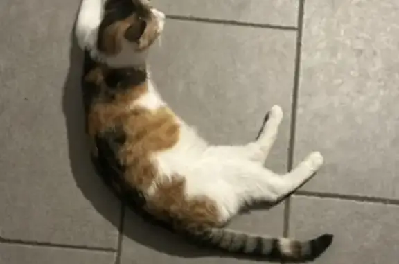 Animaux perdus Mérindol, photo: Chat perdu, Rue de la Mairie, Mérindol - femelle de 2 ans