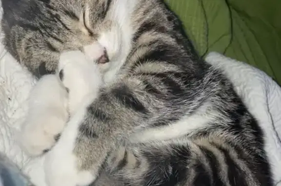 Gato perdido Macho, Cartagena (sl495558) - photo