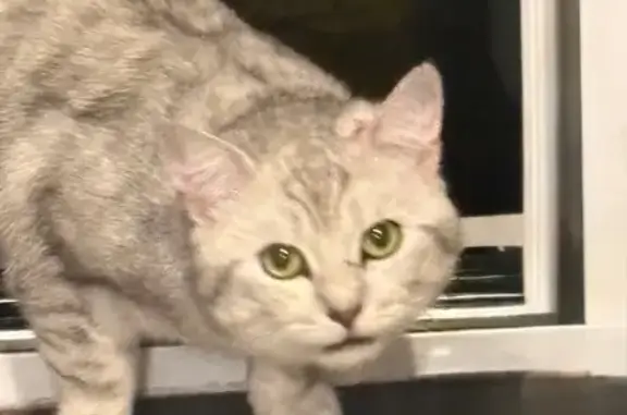 Found cat Basford, photo: Found male cat, Mapperley, Nottingham - white/silver tabby