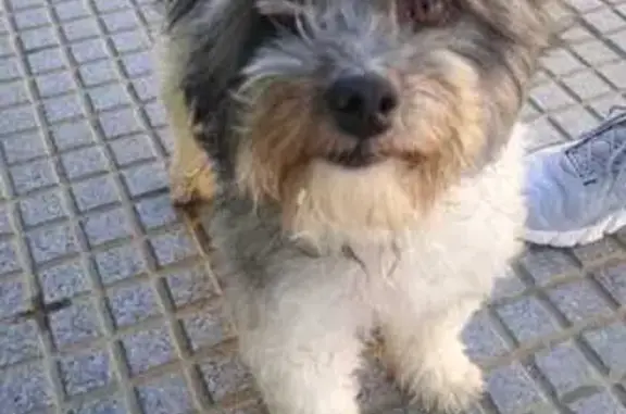 Perdido perro hembra, Bormujos, Madrid - color gris y blanco - photo