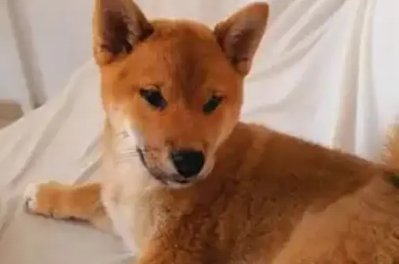 Perdido perro macho, Calle la Verada, 29, Arona - photo