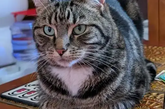 Lost pets Fairfield, photo: Lost cat, Byron Street, Moonee Valley - female tabby