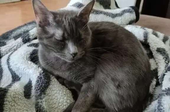 Chat perdu, Rue des Sports, Marigny - femelle grise très peureuse - photo