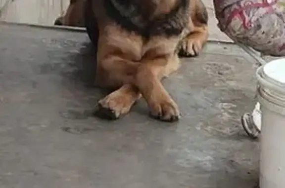 Зникла собака, О-1711147, Світлогірське - німецької породи, окрас коричневий - photo