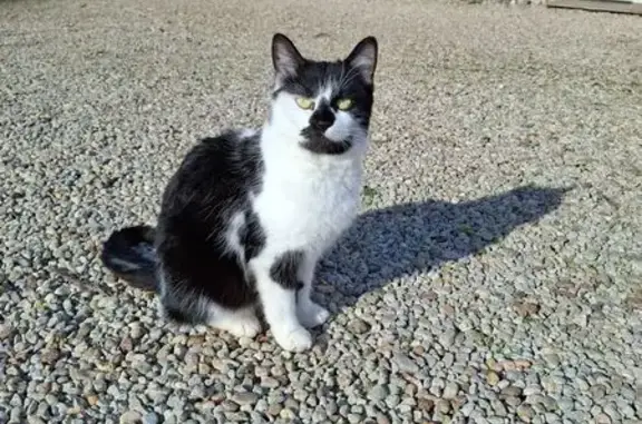 Chat perdu, Rue de la Maison Rouge, Moulismes - femelle - photo