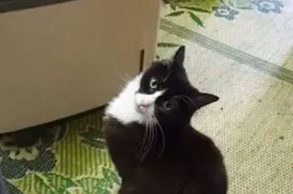 Lost pets Hobsons Bay, photo: Lost cat, Judkins Avenue, Wyndham City - female with black & white fur coat