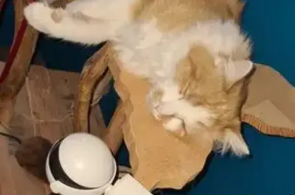 Animaux perdus Douai, photo: Chat perdu, Avenue des Tilleuls, Douai - mâle très câlin