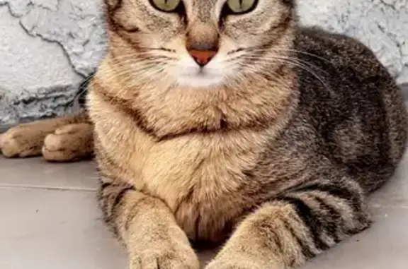 Chat perdu, Rue du Vivat, Villeneuve-d'Ascq - femelle tigrée - photo