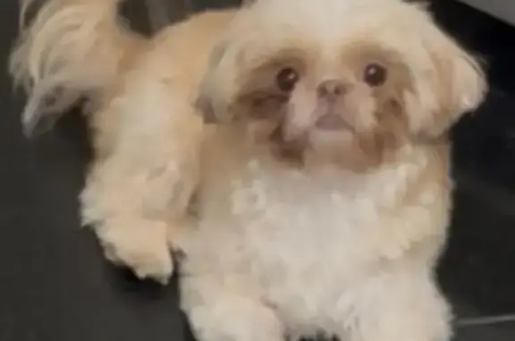 Cachorro perdido Fêmea (brl002654) - photo