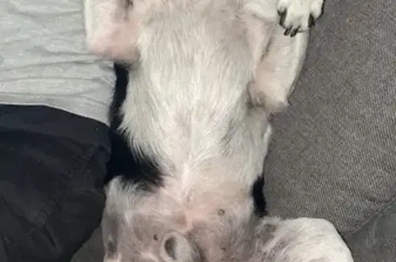 Lost pets Saint Marys, photo: Lost dog, Great Western Highway, 284A, Penrith - small male Jack Russell