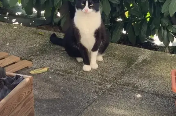 Animaux trouvés Strasbourg, photo: Chat trouvé, Rue de la Carpe Haute, Strasbourg - jeune et semble enceinte
