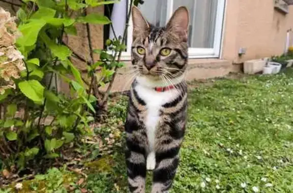 Chat perdu, Rouen, photo: Chat perdu, Rue Albert Sorel, Rouen - cravate et chaussettes blanches