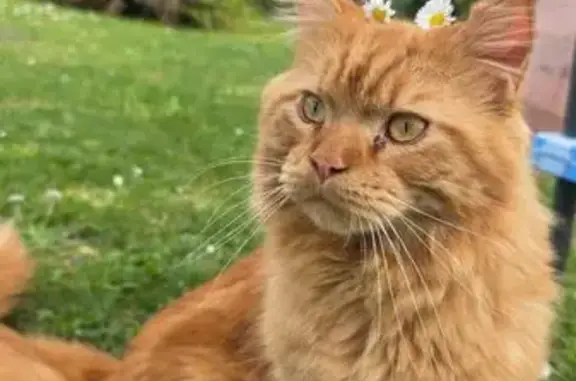 Animaux perdus Bruges, photo: Chat perdu, Le Jard de Bourdillas, Saint-Savin - mâle roux polydactile