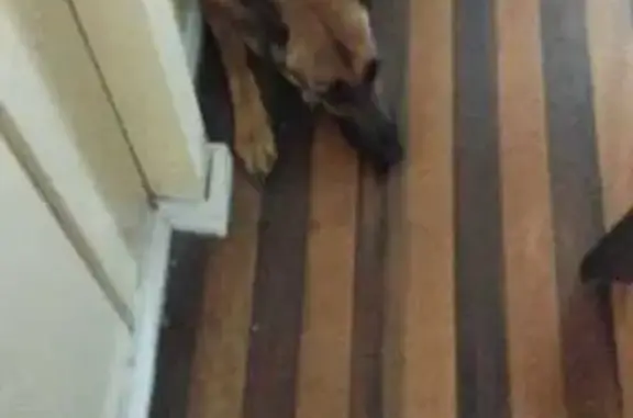 Cachorro perdido Fêmea (brl002655) - photo