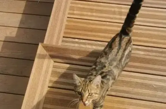 Animaux trouvés Sucy-en-Brie, photo: Chat trouvé, Rue du Clos de Ville, Sucy-en-Brie - chat tigré jeune