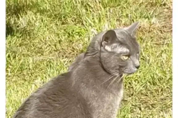 Animaux perdus Cozes, photo: Chat perdu, Rue de la Gare, Cozes - femelle grise pucée