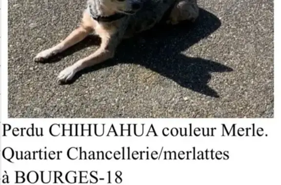 Animaux perdus Bourges, photo: Chien perdu, Rue Marthe Simard, Bourges - petite chihuahua