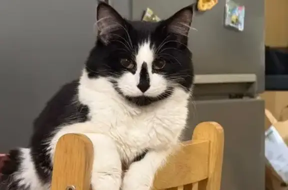 Missing cat Hornsey, photo: Lost cat, Rowley Gardens, Hornsey