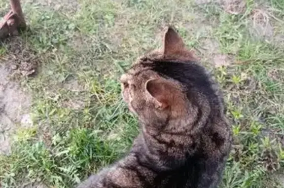 Зникла кішка, вулиця Івана Хрестителя, 72, Яворів - смугастий з яскраво зеленим пахучим нашийником - photo